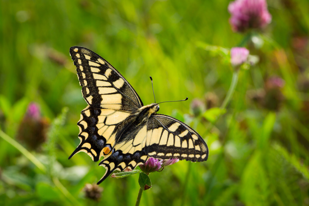 beautiful-closeup-shot-yellow-swallowtail-butterfly-perched-flowers-field