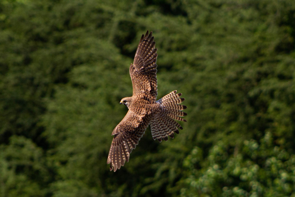 brown-goshawk-captured-flight