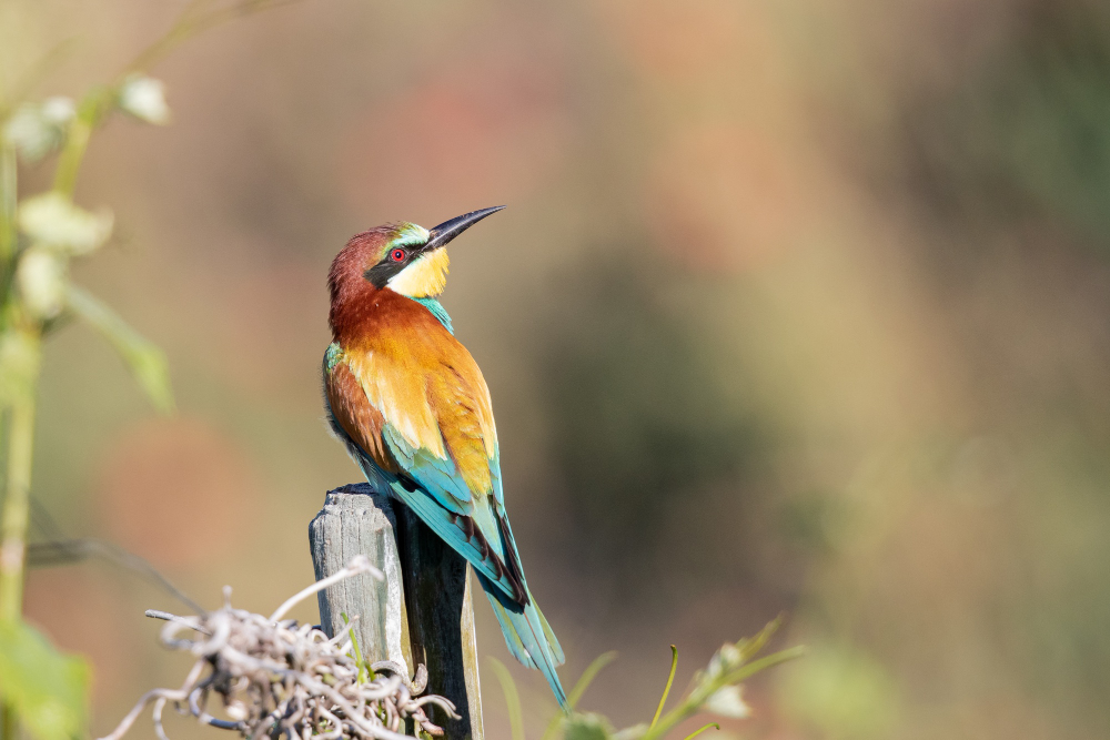 closeup-shot-bee-eater-with-colorful-feathers
