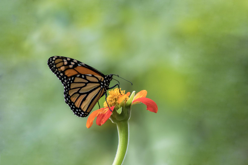 monarch-butterfly-orange-mexican-sunflower-green-background
