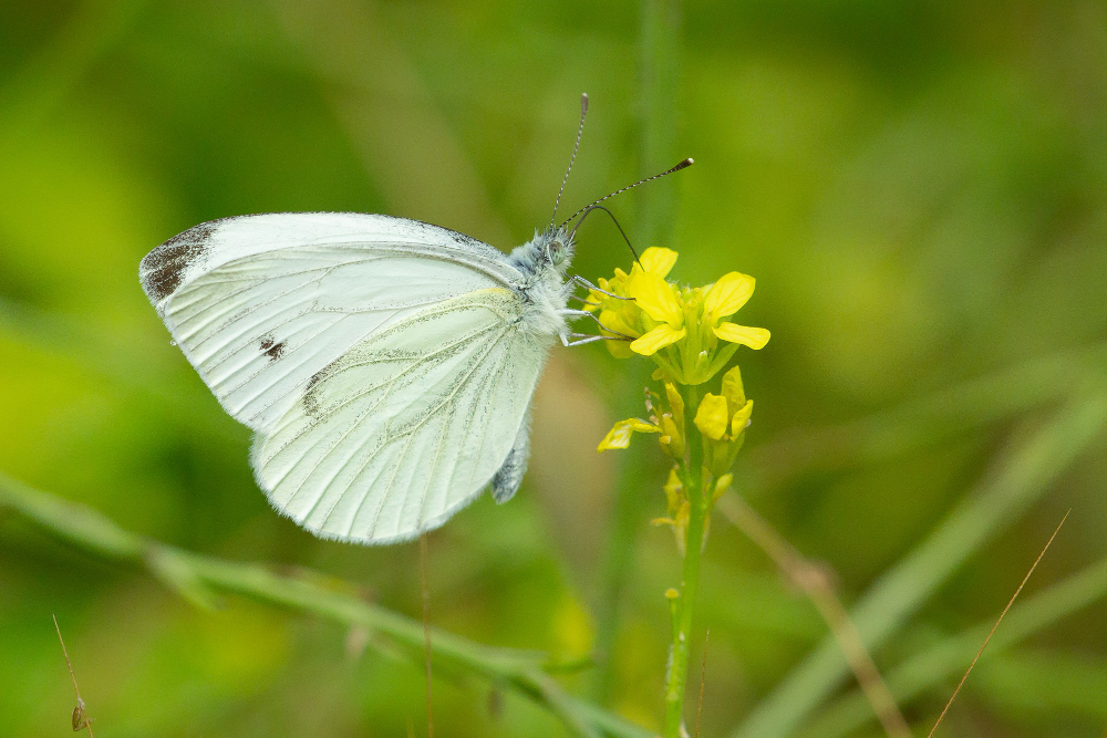 selective-focus-shot-cabbage-white-pieris-rapae-butterfly-flower-outdoors